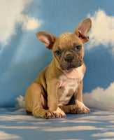 Luigi Male Frenchton $1925