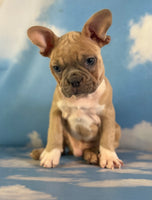Luigi Male Frenchton $1925