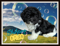 Oreo Male Shihpoo $850