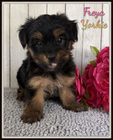 Freya Female CKC Yorkshire Terrier $1250