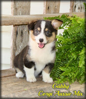 Gabby Female Corgi Aussie Mix $825