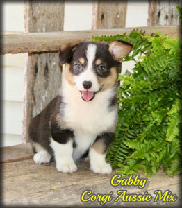 Corgi Aussie Mix