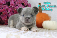 Gabe Male AKC Fluffy French Bulldog $1500