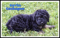 Gavin Male Cockapoo $750
