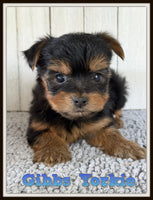 Gibbs Male CKC Yorkshire Terrier $1050