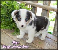 Gigi Female Corgi Aussie Mix $975