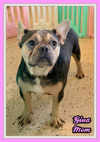 Frankie Male AKC French Bulldog $1450