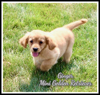 Ginger Female Mini Golden Retriever $2250