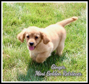 Mini Golden Retriever