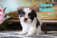 Gizmo Male Shihtzu $795