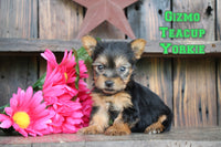Gizmo Male Teacup Yorkshire Terrier $2300