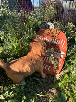 Huggy Bear Male Golden Cavadoodle $900