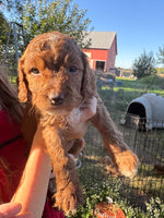 Ka-Mocha Female Golden Cavadoodle $900