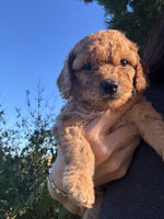Huggy Bear Male Golden Cavadoodle $900