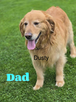 Ollie Male AKC Golden Retriever $2300
