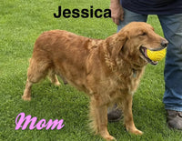 Ollie Male AKC Golden Retriever $2300