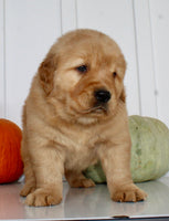 Buddy Male AKC Golden Retriever $1999