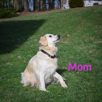 Molly Female English Cream Golden Retriever $1200