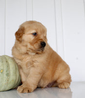 Buddy Male AKC Golden Retriever $1999