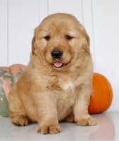 Brock Male AKC Golden Retriever $1999
