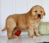 Bruce Male AKC Golden Retriever $1999
