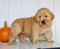 Bruce Male AKC Golden Retriever $1999