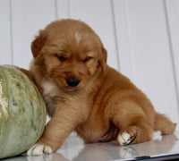 Brickle Male AKC Golden Retriever $1999
