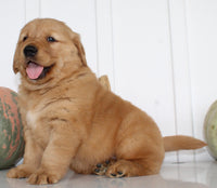 Brock Male AKC Golden Retriever $1999
