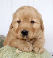 Buddy Male AKC Golden Retriever $1999