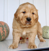 Bruce Male AKC Golden Retriever $1999