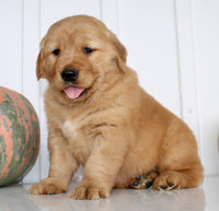 Brock Male AKC Golden Retriever $1999