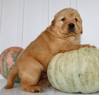 Buddy Male AKC Golden Retriever $1999