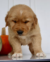 Brickle Male AKC Golden Retriever $1999