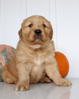 Bruce Male AKC Golden Retriever $1999