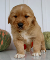 Brickle Male AKC Golden Retriever $1999