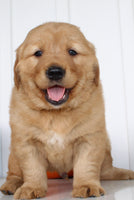 Brock Male AKC Golden Retriever $1999