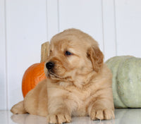 Buddy Male AKC Golden Retriever $1999