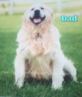 Sparky Male AKC English Cream Golden Retriever $1450