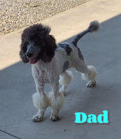 Marley Male Goldendoodle $995