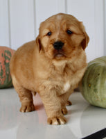Bruce Male AKC Golden Retriever $1999