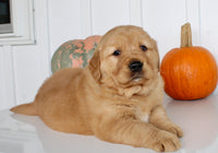 Brock Male AKC Golden Retriever $1999