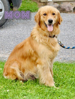 Ottis Male Golden Retriever $999
