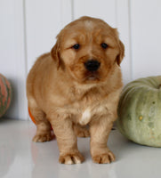 Bruce Male AKC Golden Retriever $1999
