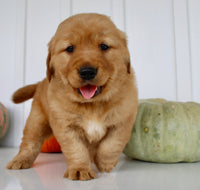 Brock Male AKC Golden Retriever $1999