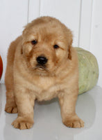 Buddy Male AKC Golden Retriever $1999