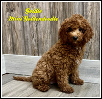 Goldie Female F1B Mini Goldendoodle $750