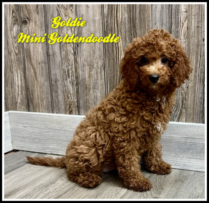 Mini Goldendoodle