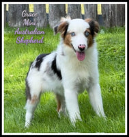 Mini Australian Shepherd