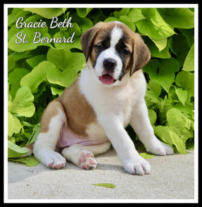 Saint Bernard