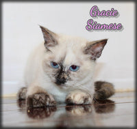Gracie Female Snowshoe Siamese $700